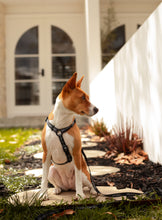 Load image into Gallery viewer, ARCHPET BASIC - Strap Harness &amp; Lead
