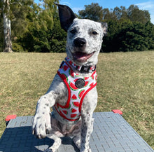 Load image into Gallery viewer, Juicy Watermelon - Adjustable Harness
