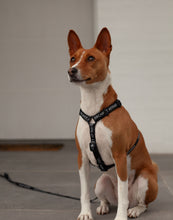 Load image into Gallery viewer, ARCHPET BASIC - Strap Harness &amp; Lead
